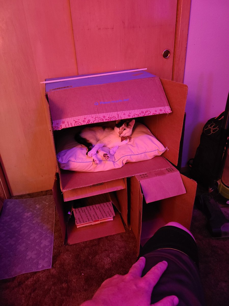 ad_hawky's tweet photo. My bb loves her box fort #gayfurry #gayyiff #gaybrony #bestkitty https://t.co/zX6Zz4FWKK