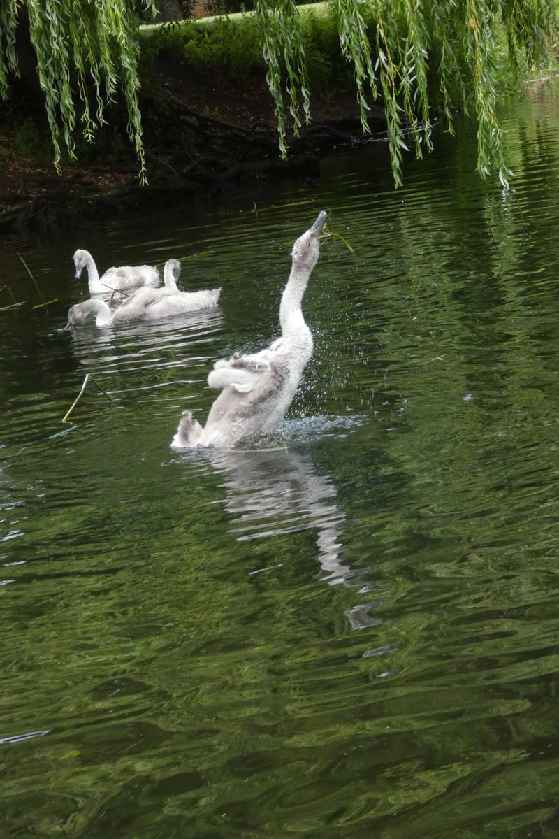 Stratford upon Avon drippy swan chick