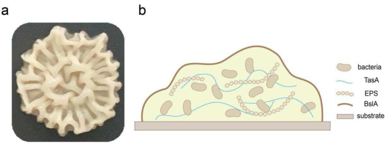 Probing the growth and mechanical properties of Bacillus subtilis biofilms through genetic mutation strategies
doi.org/10.1016/j.synb…