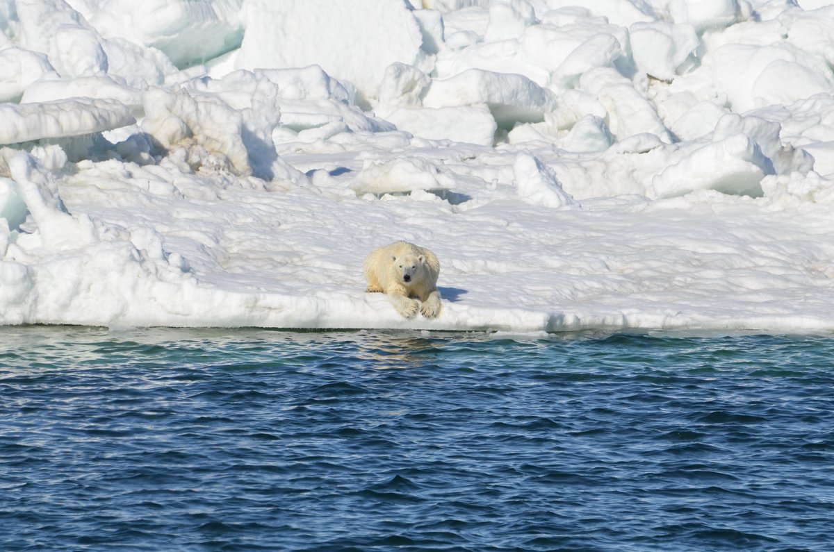 International Polar Foundation (@polarfoundation) on Twitter photo IPF is looking for an #intern for autumn 2022. Studies or background in #Arctic issues preferred. Must be willing to live in #Brussels during #internship . Contact us at comms@polarfoundation.org to learn more. IPF is looking for an #intern for autumn 2022. Studies or background in #Arctic issues preferred. Must be willing to live in #Brussels during #internship . Contact us at comms@polarfoundation.org to learn more.