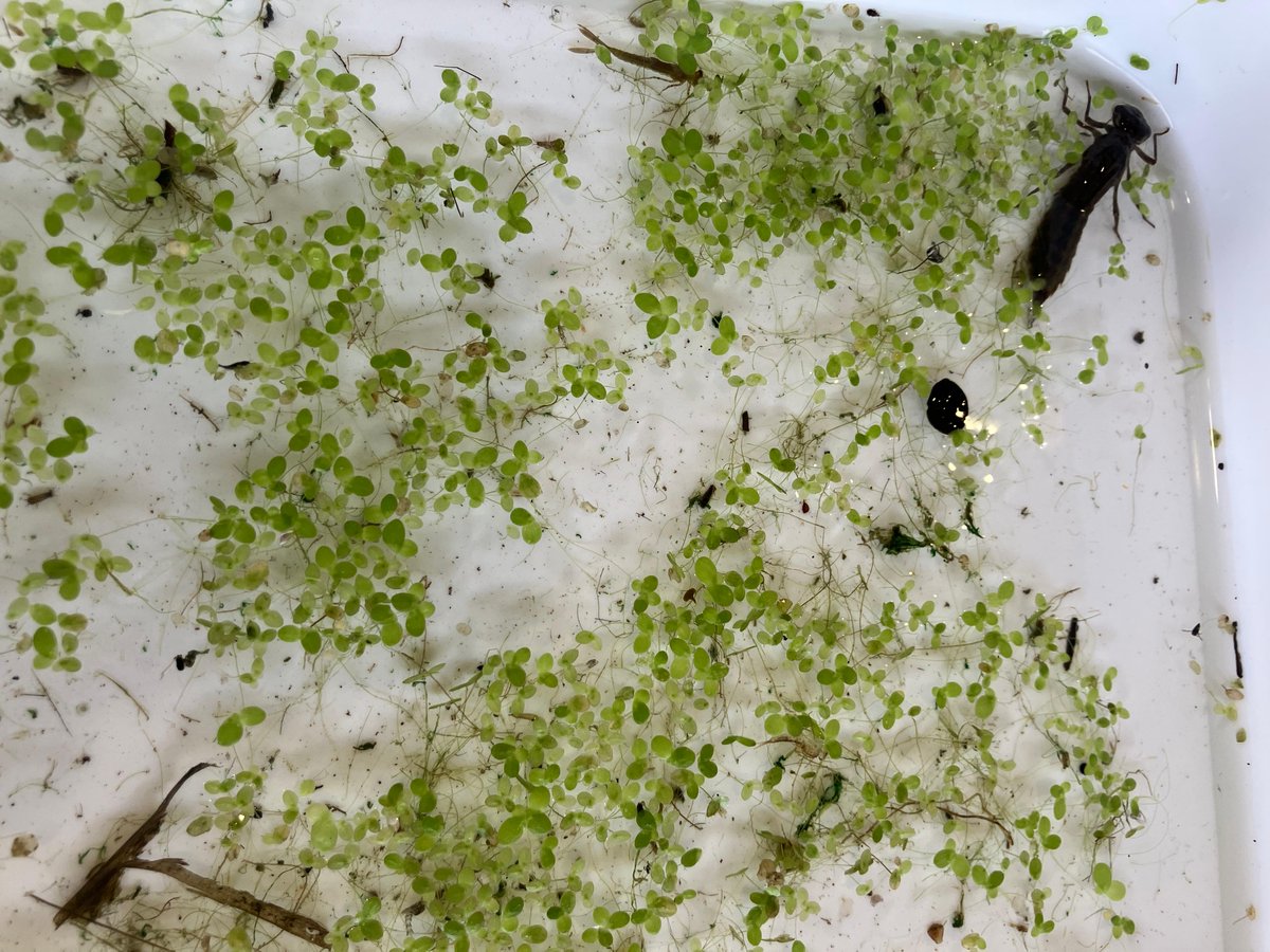 scienceoxford's tweet photo. Perfect weather for a spot of pond dipping today with our resident expert Dr Roger Baker - our visitors found some #AbsoluteUnits in their buckets - as well as great ideas for the classroom!

#PrimaryScienceConference #STEMeducation
#thinkingdoingtalkingscience #tdts #cpd https://t.co/X65p8R6Oqd