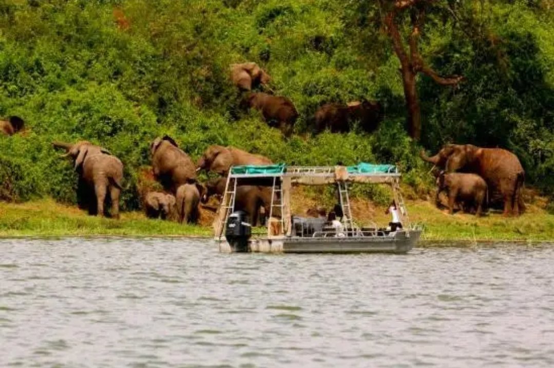 #FactsAboutUganda:- The boat cruise ride on kazinga channel will give insight to travelers to explore the water body, to view the fishing villages, the wildlife animals at the shores such as the lonely old buffaloes wallowing, the Nile crocodiles. #VisitUganda #ExploreUganda