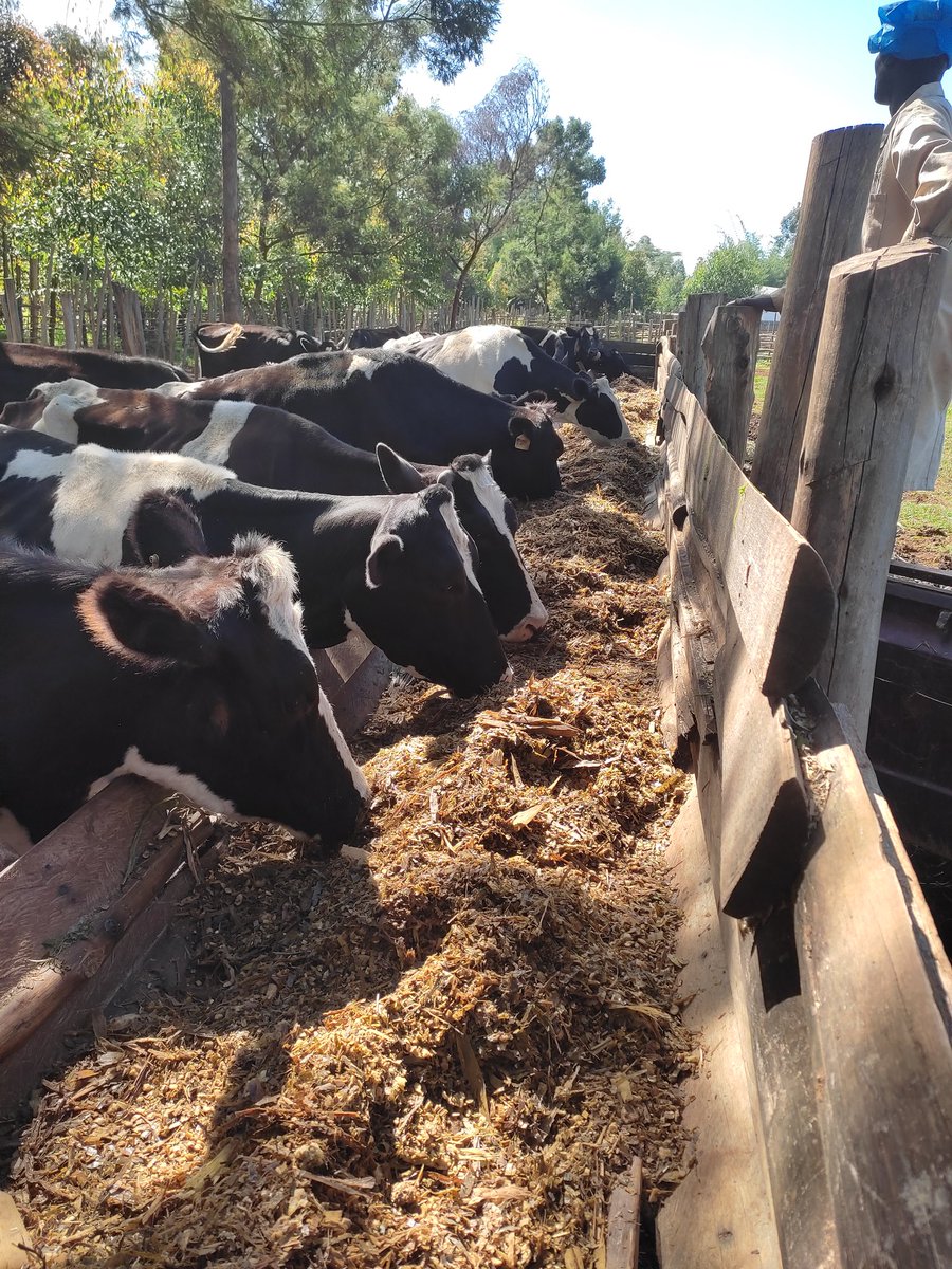 leketetonfarm's tweet photo. Time for some CowChow.. #mattersfodder https://t.co/Zlzec44GCy