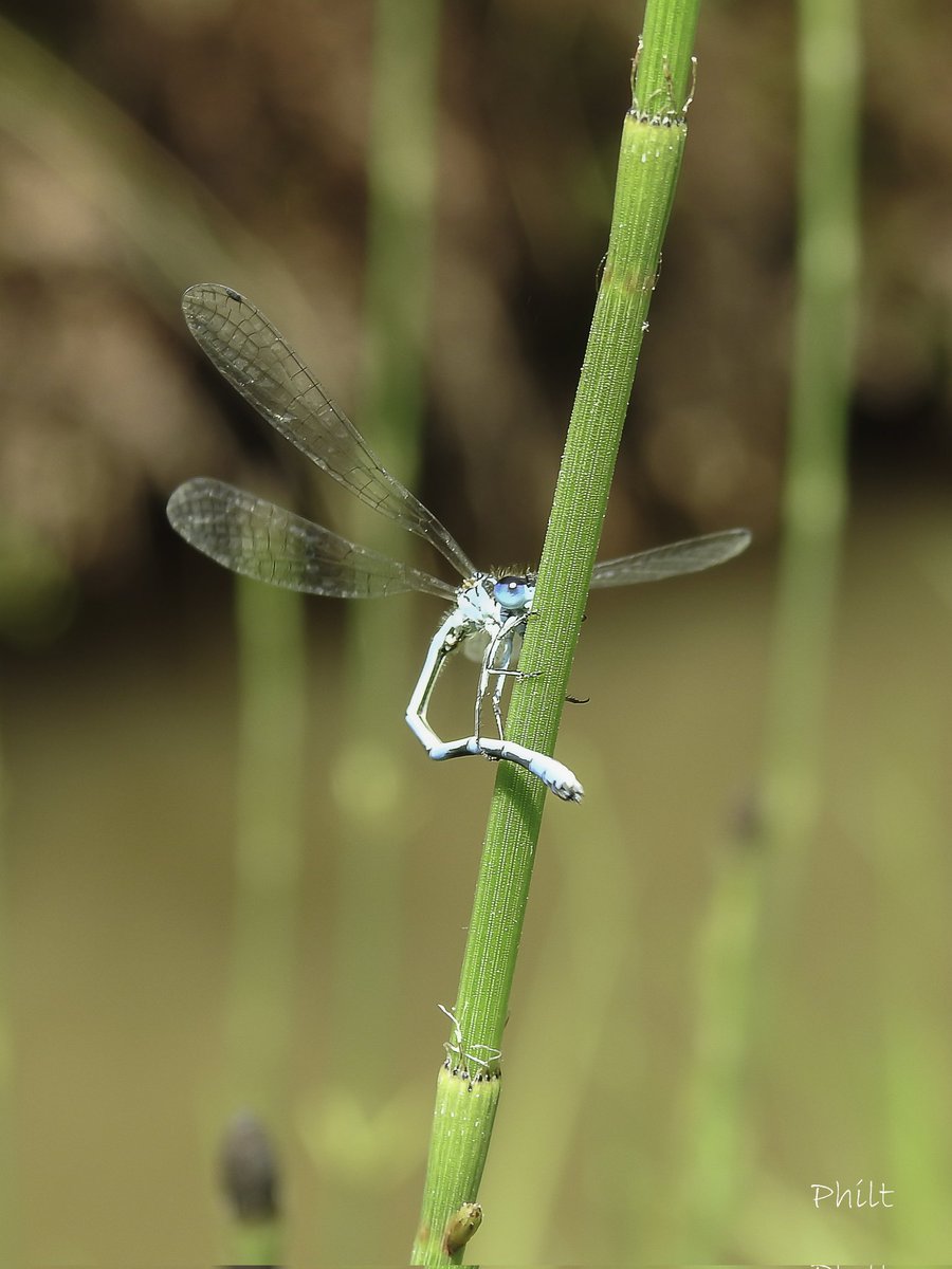 L'acrobate 
#libellule #dragonfly #macro #macrophotography #macro_ir #universal_macro #macro_delight #soul_made_macro #ig_macro_clicks #joyful_macro #macro_freaks #rebel_macro #onceupon_the_earth #gf_macro