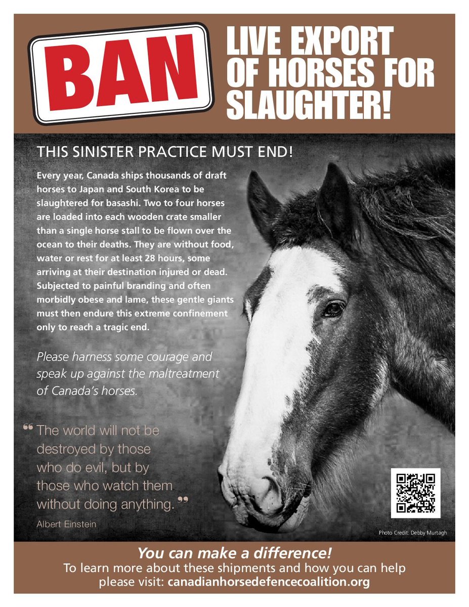 Up to 4 draft horses are crammed into wood crates &amp; flown to Japan for slaughter - up to 28 hrs w/o food &amp; water is legal! It's #horseshit
Write to your MP using the letter at horseshit.ca
(This poster can be downloaded from the #chdc website bit.ly/3OMM4GP)