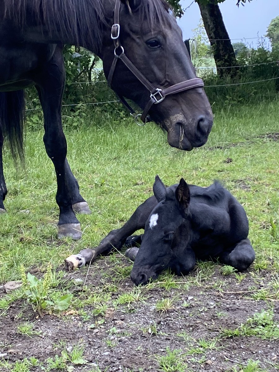 En aldeles nydelig svart hingst e. Nuncio og Delec Hanover f. 3.juli!