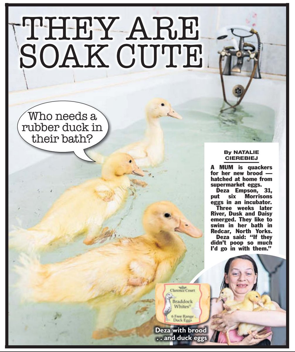 EXCLUSIVE for @TheSun - A mum is smitten after three eggs she bought from Morrisons hatched - and now she has pet ducklings 🥚🐤 🖋️ @KatePounds 📷 @Cleany7878