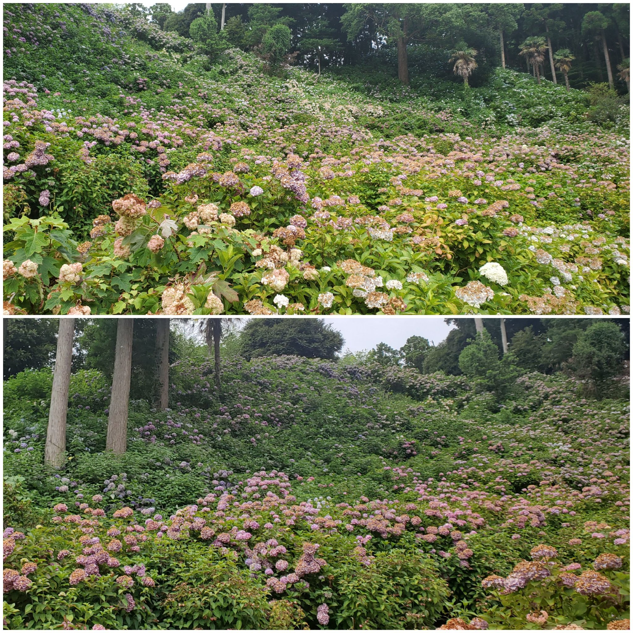 Strawberry 服部農園あじさい屋敷 22 7 4 千葉県茂原市にあります服部農園あじさい屋敷さんへ行ってきました 見頃を過ぎてましたが広い敷地には紫陽花がいっぱい 裏山の上から見渡す屋敷内の紫陽花は 圧巻です T Co 2zhr1oyics Twitter