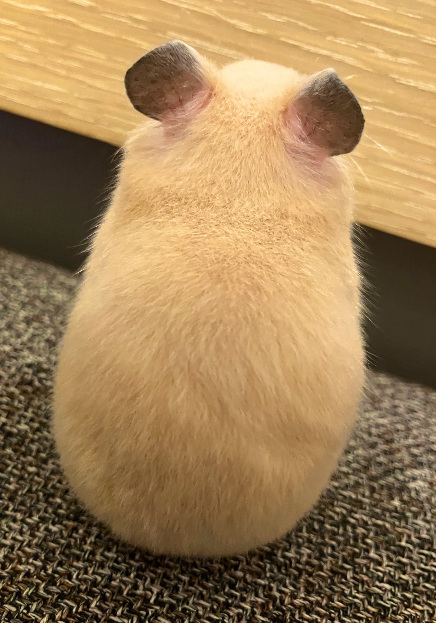 シングルわかめ この後ろ姿に どれだけ癒されてるだろう ー ハムスター キンクマハムスター T Co C1l4wcw3qg Twitter