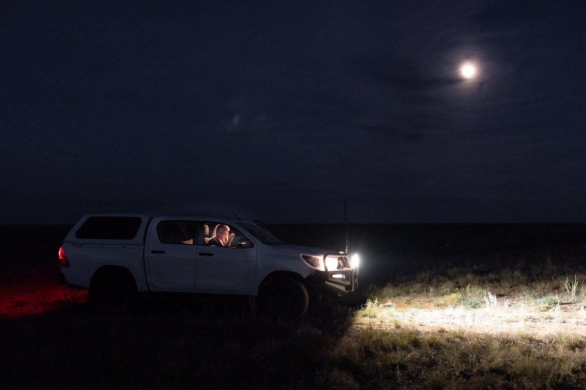 22 years and some 15,000+ kms of spotlighting, someone managed to snap a photo of me doing what I do - #wandering
Image by Alex Pike.
#plainswanderer #bird #threatenedspecies #longtermmonitoring #nswriverineplain