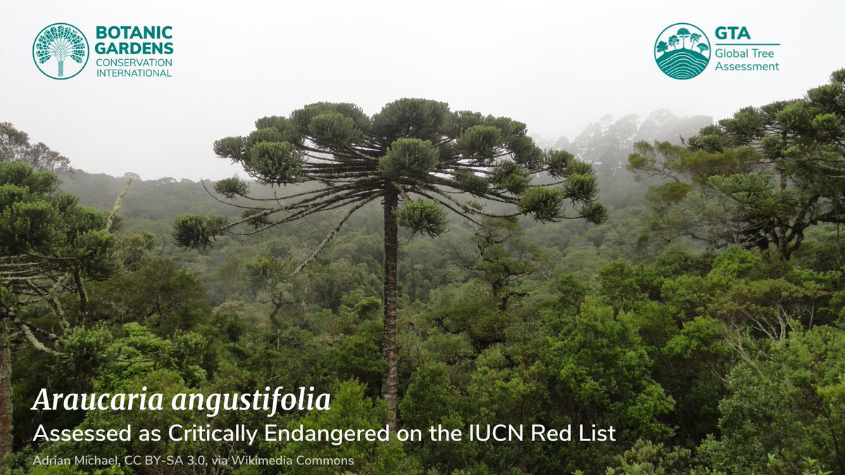 #DYK? Paraná pine has been seen as Brazil’s most important timber tree since the 1500s, used for everything from construction to pencils. 97% of the species’ original territory has been lost to logging &amp; agriculture, with it now listed as Critically Endangered on the <a href="/IUCNRedList/">IUCN Red List</a>