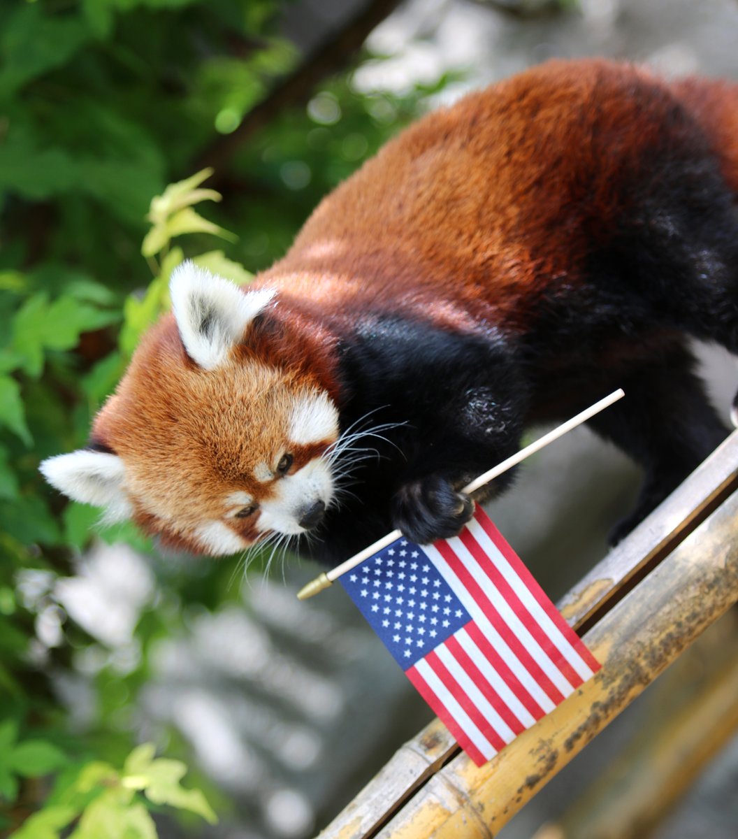SyracuseZoo's tweet photo. Happy Fourth of July! Red pandas, like Simone here, have a “false thumb” that enables them to climb and grasp bamboo leaves – or in this case, little flags! We are open today, come spend the Fourth of July at the zoo! #Syracusezoo https://t.co/bbP5OEtKm2