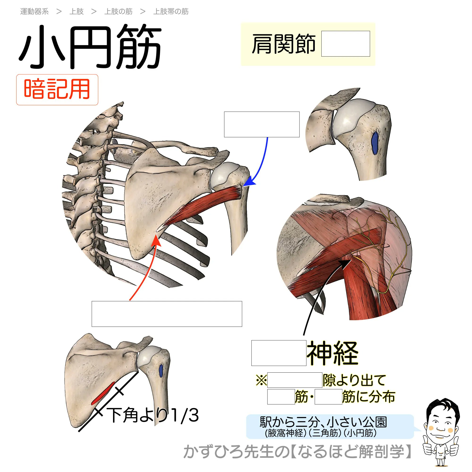 黒澤一弘（かずひろ）解剖学IT教育・指圧師・ラダック على X