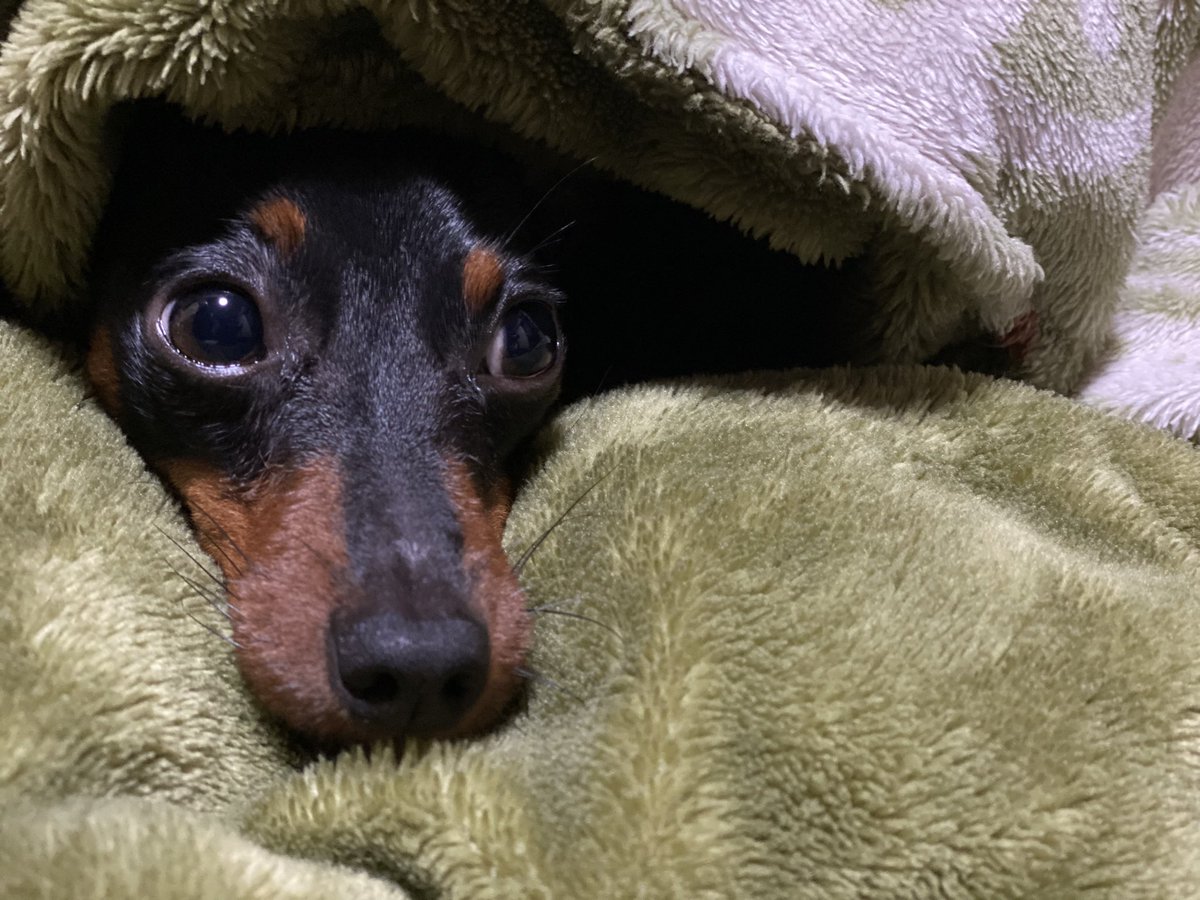 KING_1529's tweet photo. #ミニピン/#犬/久しぶりのキングちゃんです！ https://t.co/w4Ayf74xE3
