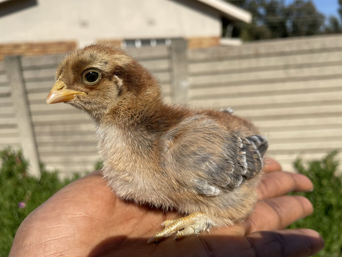 Table_shaker tweet media