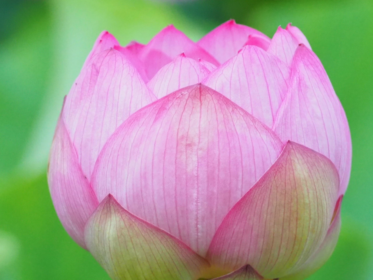 تويتر ポンチくん على تويتر 今回は つぼみ 丸っこくて可愛いよね ハス はすのつぼみ 蓮 万博記念公園 T Co Jvttlwy4cp