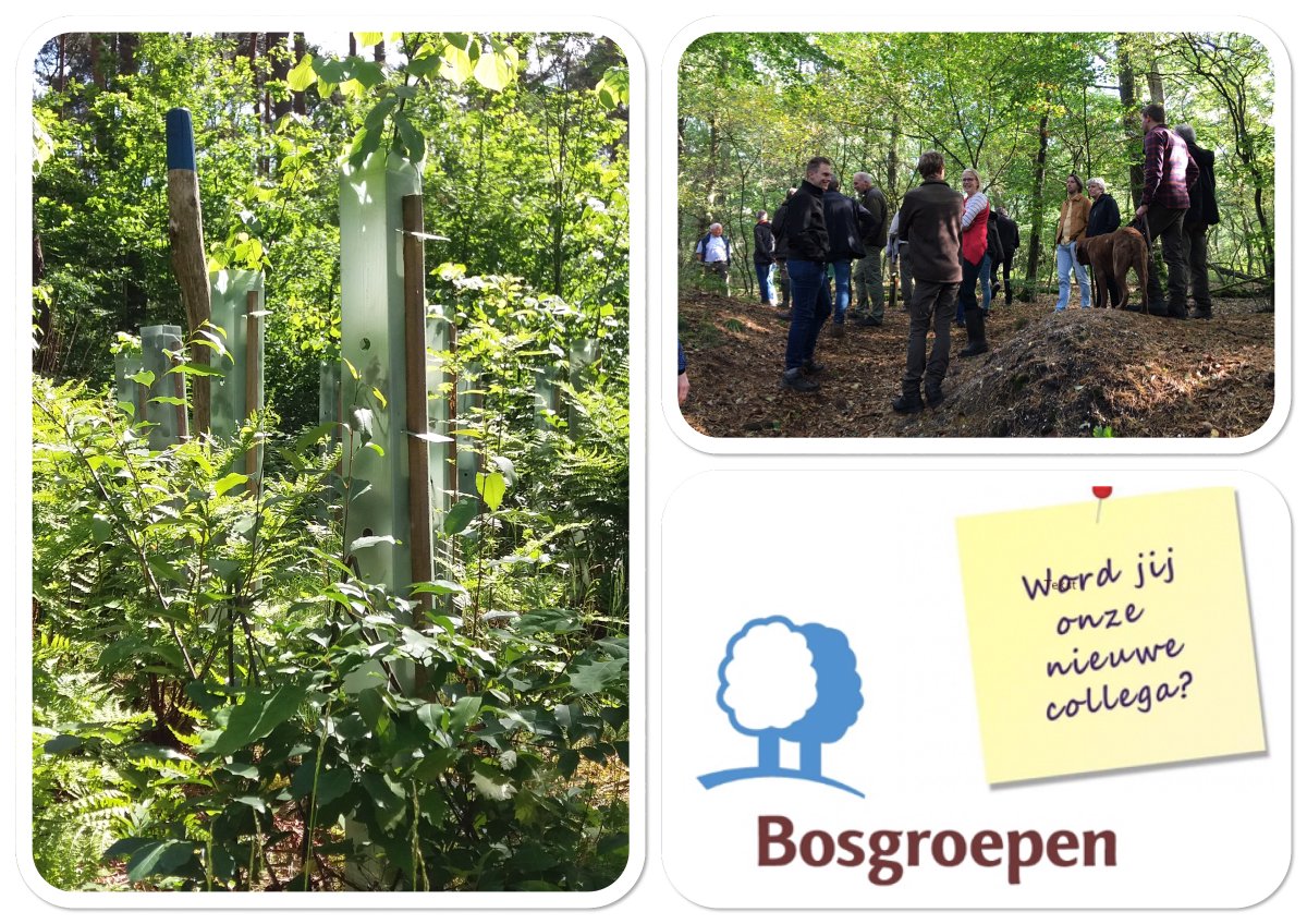 Werken in, met én voor de natuur. Op de valreep voor de zomervakantie heeft Bosgroep Midden Nederland (standplaats Ede) nog een mooie en uitdagende #vacature voor een ‘Beheerder bos en natuur Gelderland’. Iets voor jou? >> bit.ly/3R6z7t4 
#bosbeheer #natuurbeheer