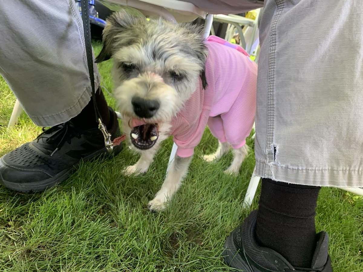's tweet image. Returning from a long rest…Commencement was long and boring and I had to wear this pink suit because it matches my two-legged sister’s tassel. A lap would make this moment special.
