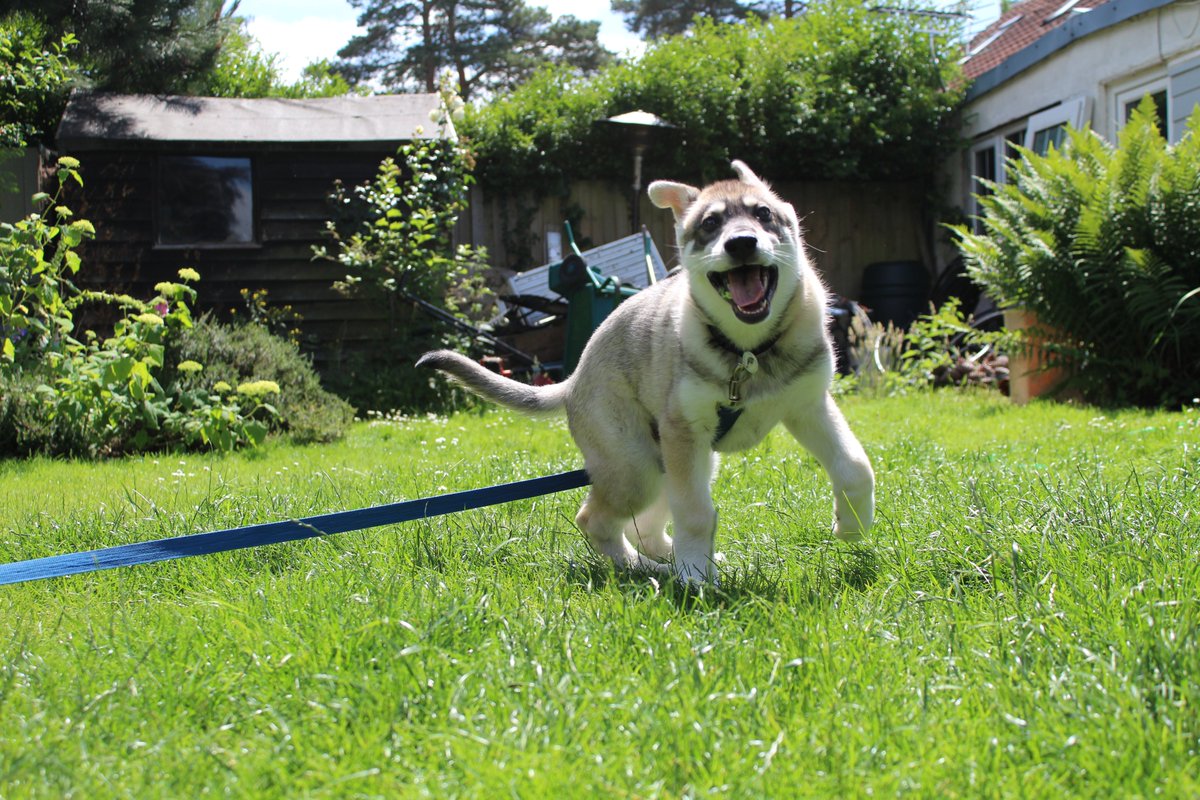 HunterWolfalike's tweet photo. Ready set go........!!!!! 😆🐺🐾🐾 #hunterthewolfalike #littlewolf #wolfdogpuppy #cutepuppy #wolfdogsoftwitter  @dogcelebration @thepuppiesclub @wolfalikes https://t.co/PoLDoS8Vay
