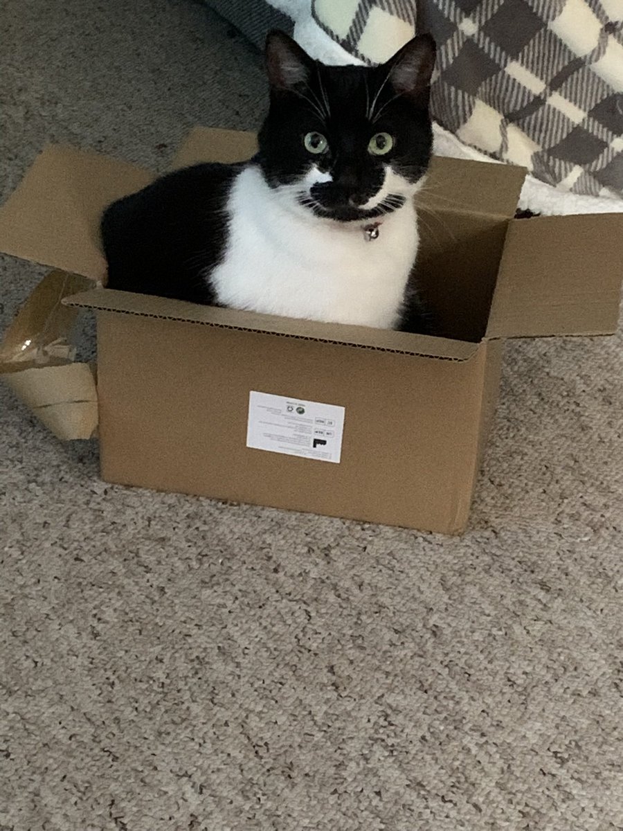 hannahkeeling's tweet photo. @adamgreattweet Lord Eric protecting his kingdom (favourite box) https://t.co/tiRW2Hm4Lb