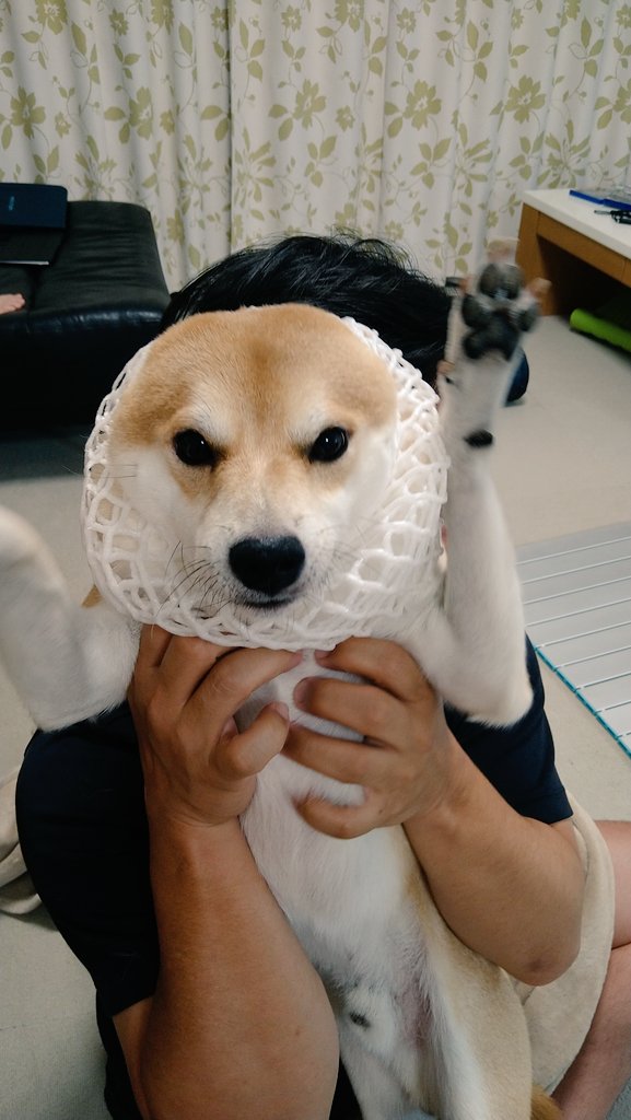 豆柴りくとまーみ 16iogyawzpxirpv Twitter