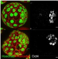 No time(r) to die in preimplantation embryos

A Research Highlight showcasing new work from Adélaïde Allais @adelaide_allais and Greg FitzHarris <a href="/gregfitzharris/">greg fitzharris</a> at @crchum @umontreal 

journals.biologists.com/dev/article/14…