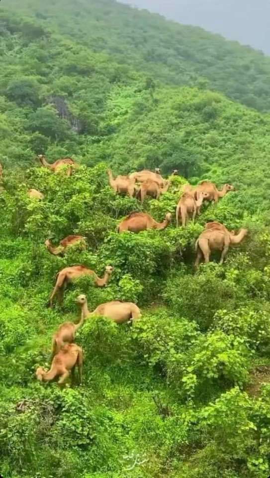 IsackAvv's tweet photo. Bilicda dhulkeena iyo geeleena ilaahey ha inoodaayo https://t.co/ORogiTTjQb