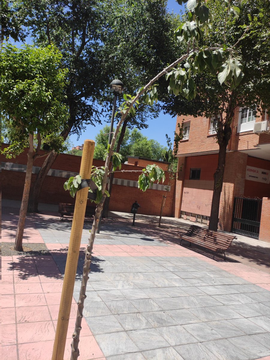 Hola <a href="/AytoLeganes/">Ayuntamiento de Leganés</a> . Los árboles plantados en el carrascal ¿no se riegan? Parece que se están secando. <a href="/SantiagLlorente/">Santiago Llorente</a> @Enriquemorago <a href="/marecuencopp/">Miguel Ángel Recuenco 🇪🇦</a> <a href="/CarlosULEG/">Carlos Delgado Pulido</a> <a href="/PodemosLeganes/">PODEMOS Leganés</a>