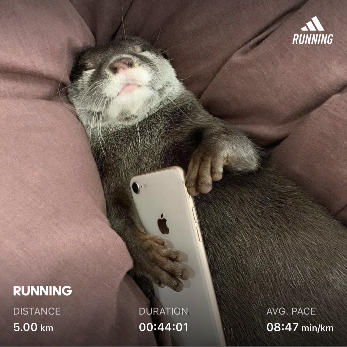 selenecooper's tweet photo. 5km 🏃🏾‍♀️✅

#jogging #runningmotivation #runningontreadmill #runningcommunity #nikereactinfinity
 #mawan #hk #runrunrun #garmin745 #runnersofinstagram #run #runner #running #runforlife #run4fun #runhappy #runnerscommunity #runnergirl #runcommunity #slowrunnersclub #jogger #happy https://t.co/fOCwYHLXIq