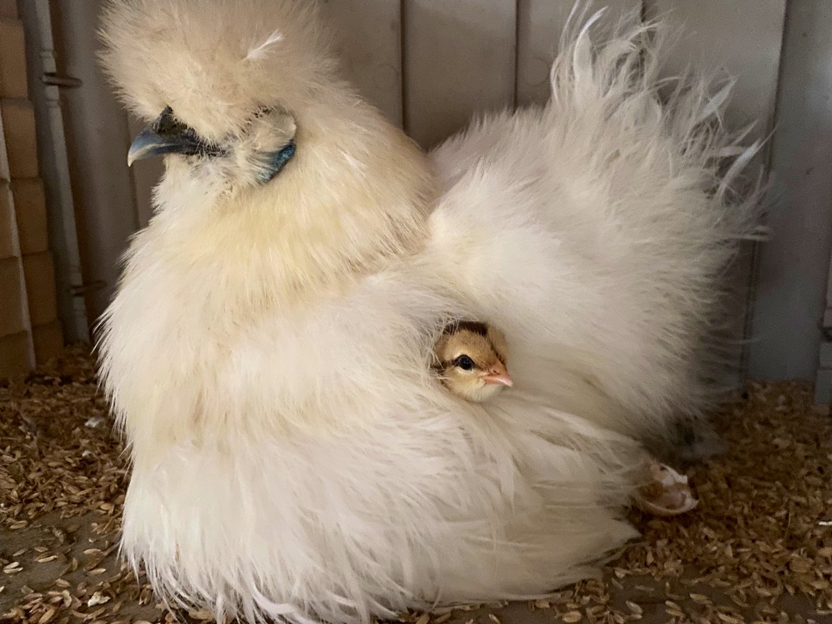 にわとりの家 (@lovechickens86) / Posts / X