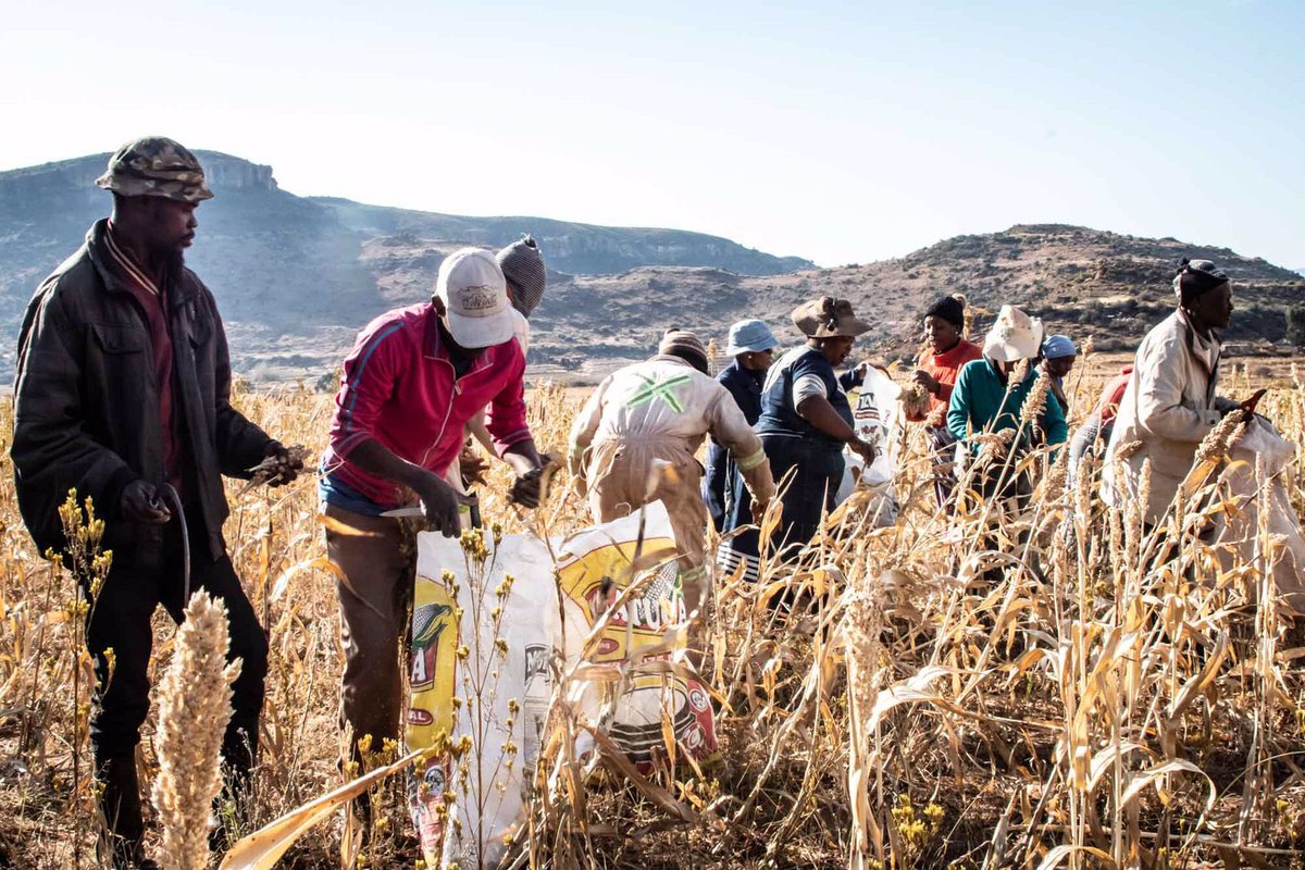 IsthaMista's tweet photo. Had a crazy time out in #HaKhoai #Mohale’sHoek capturing various aspects of culture and agriculture. It was so cold tho. #CanonM100 #Signa28to200 #Riseapray35mm #IsthaPictures #KMM #tourism #TeamLesotho #Farming #SorghumHarvestingCeremony2022 thanks @rsdalesotho @SlowFoodLesotho https://t.co/PcmluuUu10