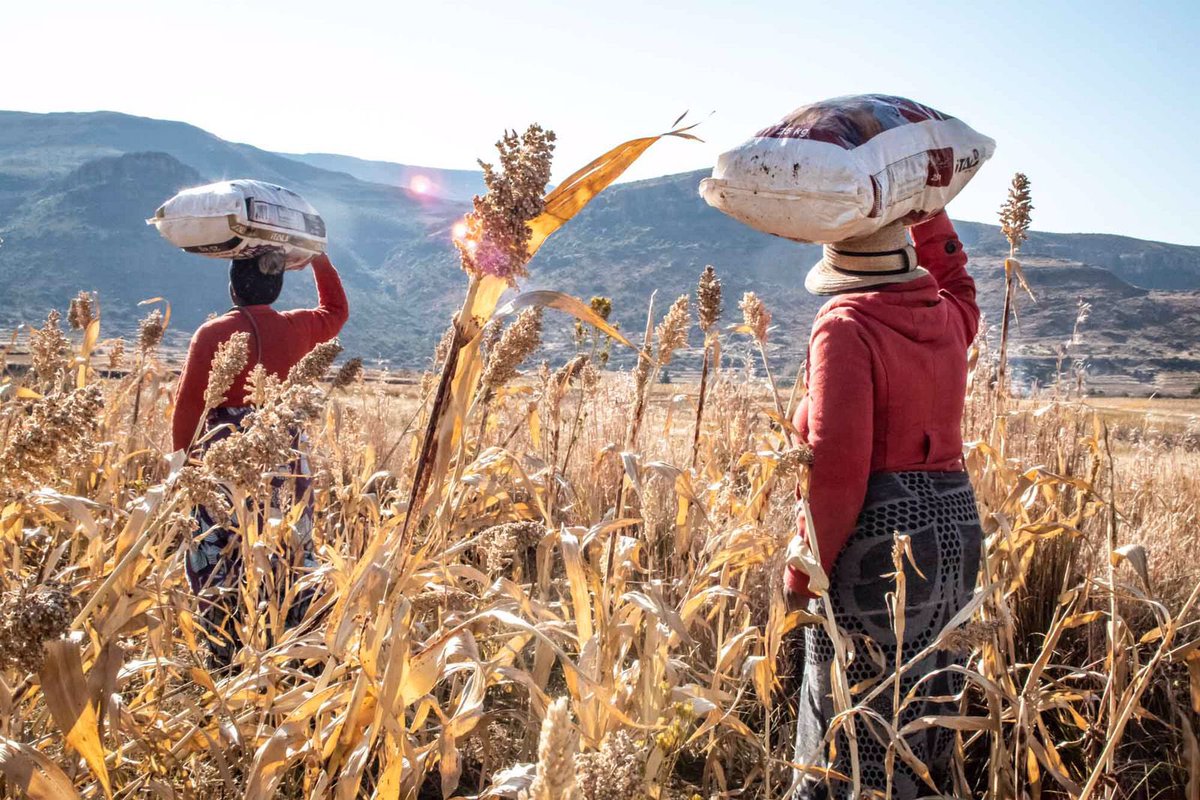 IsthaMista's tweet photo. Had a crazy time out in #HaKhoai #Mohale’sHoek capturing various aspects of culture and agriculture. It was so cold tho. #CanonM100 #Signa28to200 #Riseapray35mm #IsthaPictures #KMM #tourism #TeamLesotho #Farming #SorghumHarvestingCeremony2022 thanks @rsdalesotho @SlowFoodLesotho https://t.co/PcmluuUu10