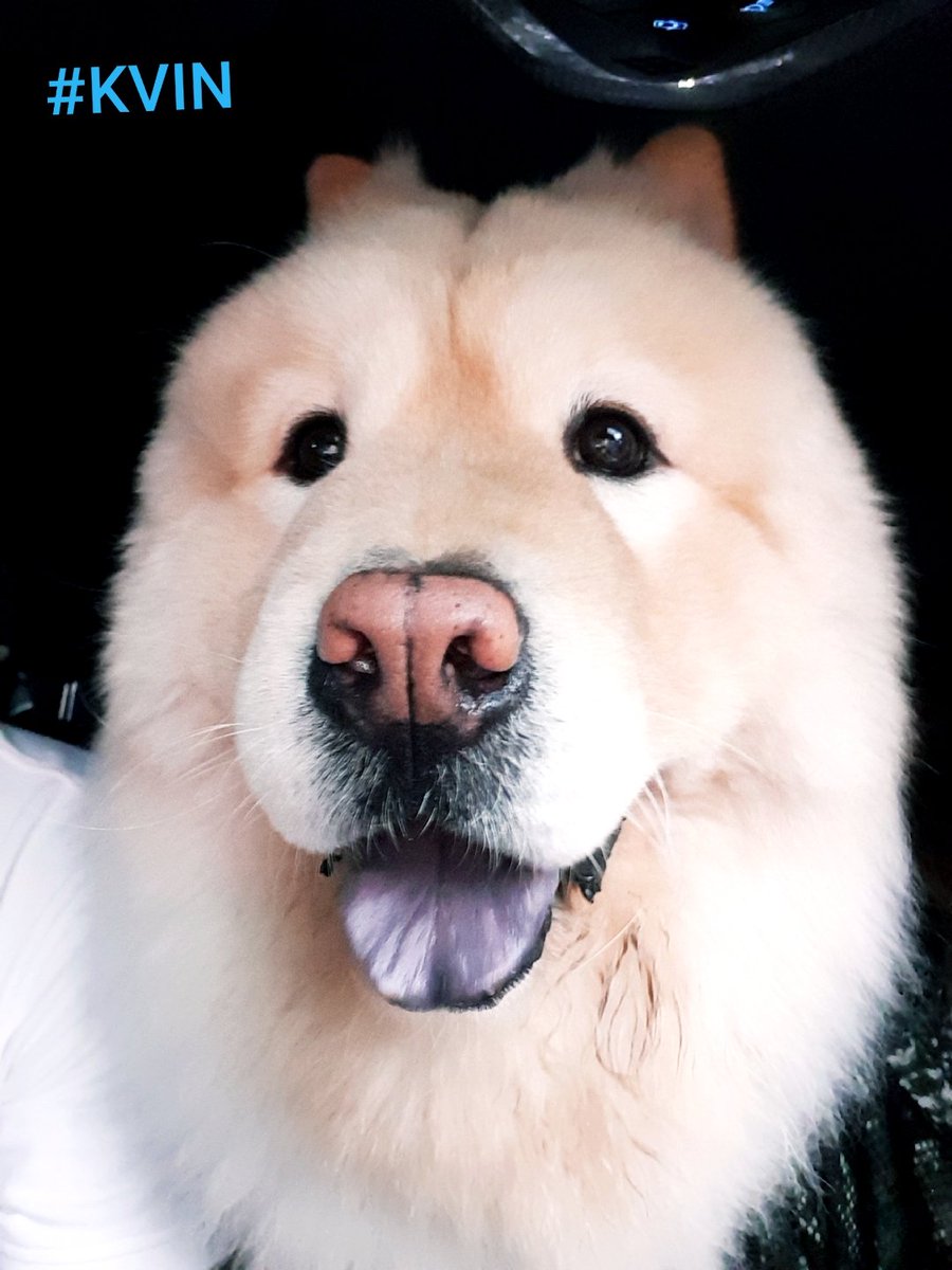 somcity's tweet photo. KVIN The Chow wanna says hiiii toooooo ๐คฃ๐๐๐ #KVIN #ChowsChows #DogsOfTwitter ๐๐งก๐๐ https://t.co/MmGliOPluv