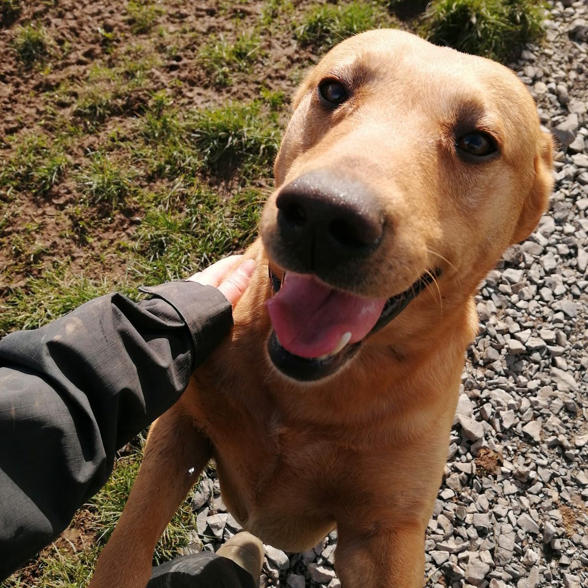 Happy Monday everyone and a big smile from bat carcass detection dog Spencer😀

#snifferdogs #detectiondogs #conservationdogs #conservation #wagtailuk #workingdogs #dogwithjobs #bats