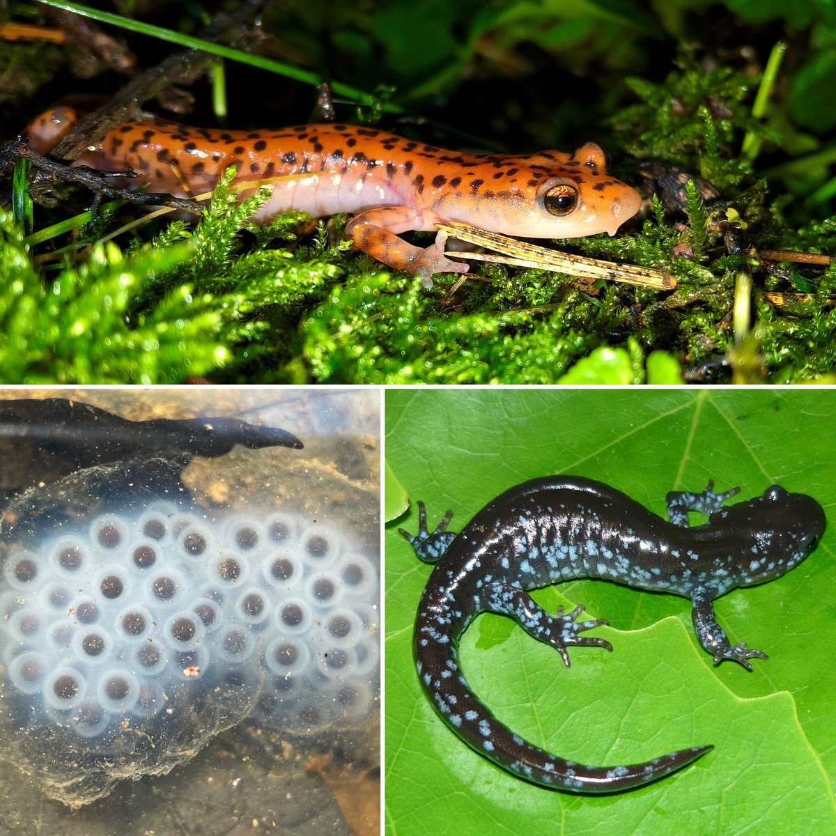 MWPARC's tweet photo. Happy #FourthofJuly  — salamander style! 🦎🇺🇸🌟 

📷 Clockwise: Cave salamander (Eurycea lucifuga), blue-spotted salamander (Ambystoma laterale), and spotted salamander eggs (Ambystoma maculatum) by Nate Engbrecht. https://t.co/n1XfQmEzYM
