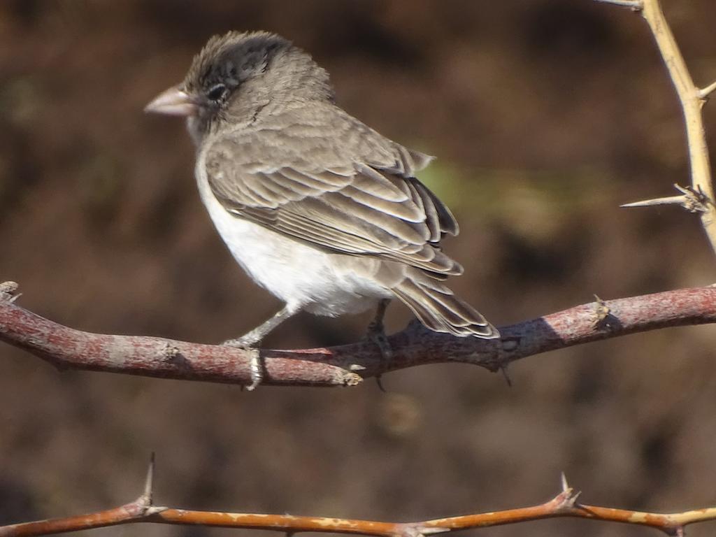 nomad_birder's tweet photo. Yellow-spotted Bush Sparrow.
#yellowspottedbushsparrow #birdsofkenya #birdsofnortheasternkenya #BirdsSeenIn2022 https://t.co/sH9LG5O1VI