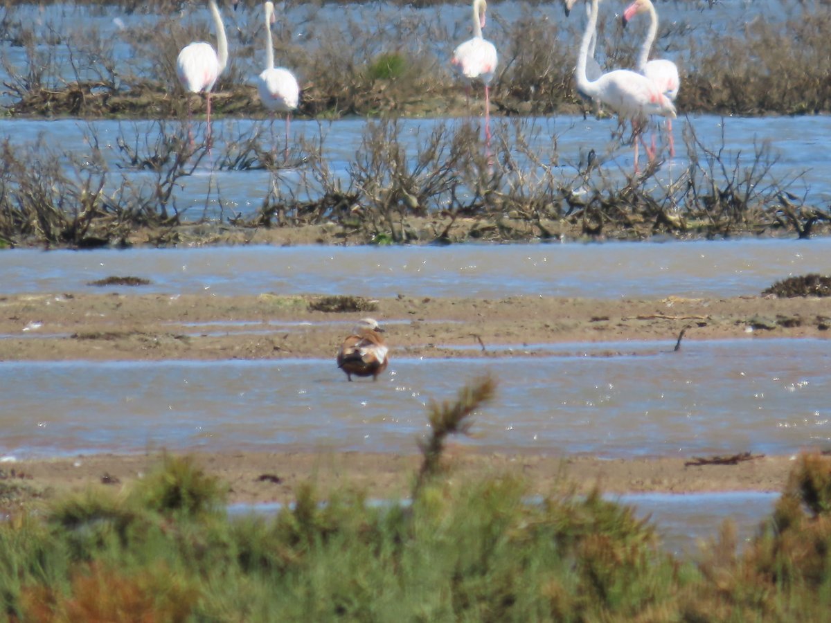 ARochaLife1's tweet photo. Ruddy Shelduck @riadealvor on Saturday
#arochalife #riadealvor #birds #birding #birdwatching #ruddyshelduck #tadornecasarca #oiseau #ornitho #aves #avesdeportugal #portugal #algarve #birdnerd #greatguide https://t.co/TzKn6F0dUJ