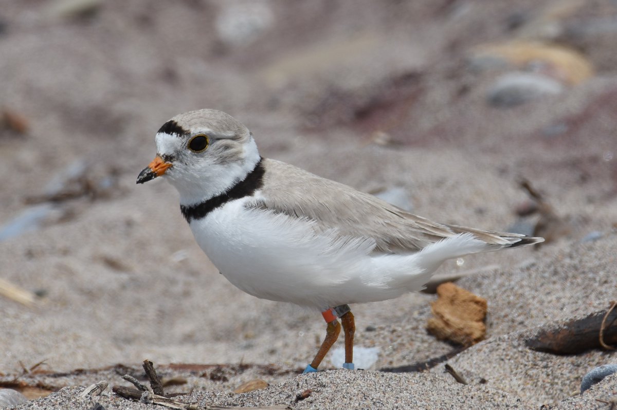 Warbler Boy tweet media