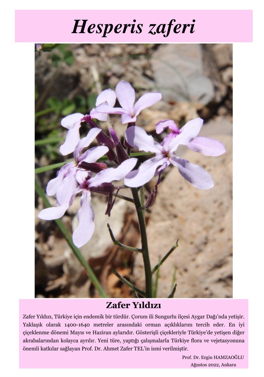 Meslek hayatımın en anlamlı hediyesi için Gazi Üniversitesi öğretim üyelerinden sayın Prof. Dr. Ergin HAMZAOĞLU ağabeyime çok teşekkür ediyorum.