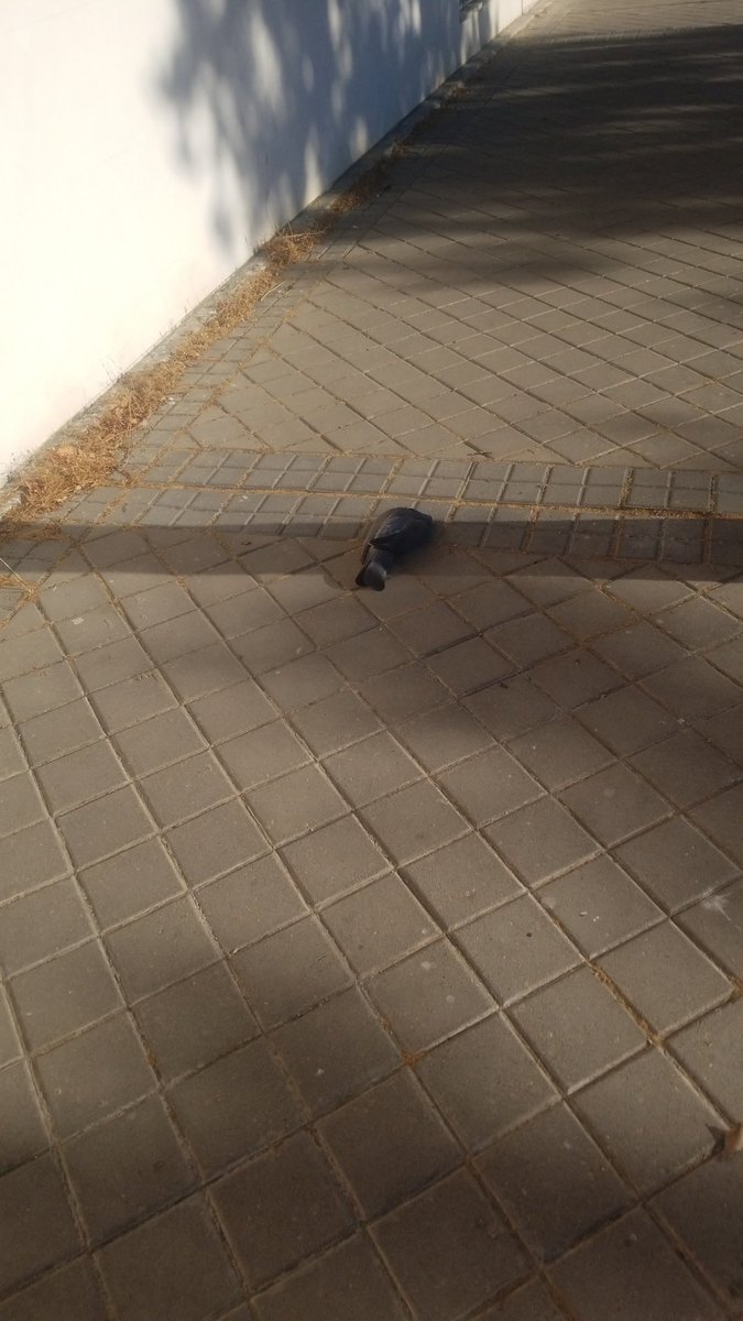 mar_aenlle's tweet photo. @AytoLeganes imposible comunicar en el 010. En la calle Alcalde Pedro Durán y Pérez de Castro encontrada paloma muerta, a la altura de calle Galapar https://t.co/kLEaC7Q5BX