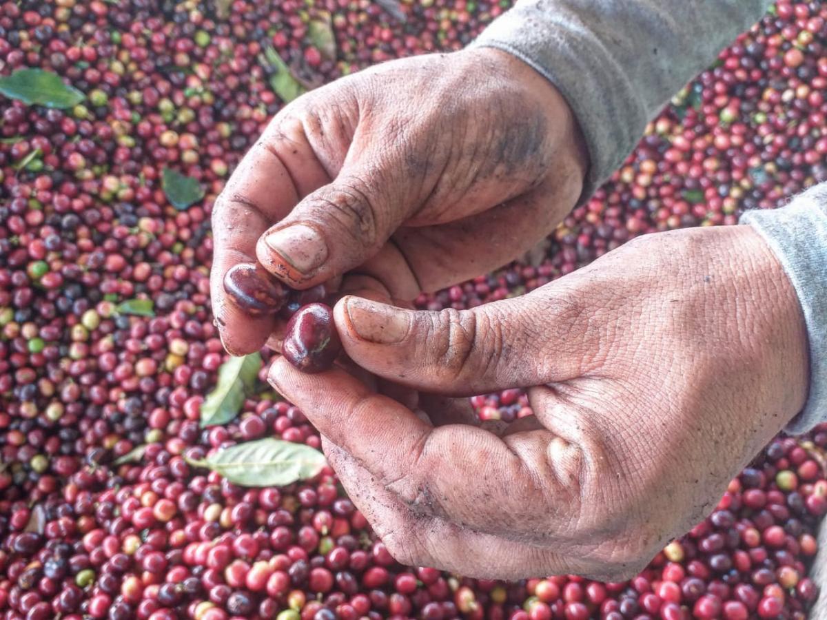 InvertirEnCafe's tweet image. Se producirán algunos cambios en las mezclas para incorporar #Robustas más baratos y ayudar a mitigar la escasez de #Arábigos.