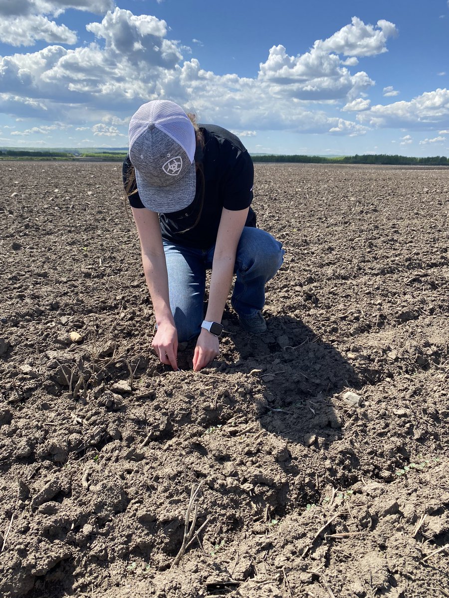 PeaceTeamBCS's tweet photo. Each week this summer, we will be introducing a member of our team! To kick us off, we have  @natasha_evans01, the West Peace summer student. From Altario, she is completing her degree @agbiousask &amp; is enjoying working with new people! @Bayer4CropsCA @DEKALB_Canada https://t.co/NF096YZuAp