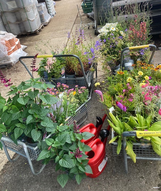 Romsey Primary (@romseyprimary) on Twitter photo Huge thank you to <a href="/Hilliergarden/">Hillier Garden Centres</a> for donating these fantastic plants, to brighten up our school and encourage the bees and butterflies to visit! 🌷🦋 Huge thank you to <a href="/Hilliergarden/">Hillier Garden Centres</a> for donating these fantastic plants, to brighten up our school and encourage the bees and butterflies to visit! 🌷🦋