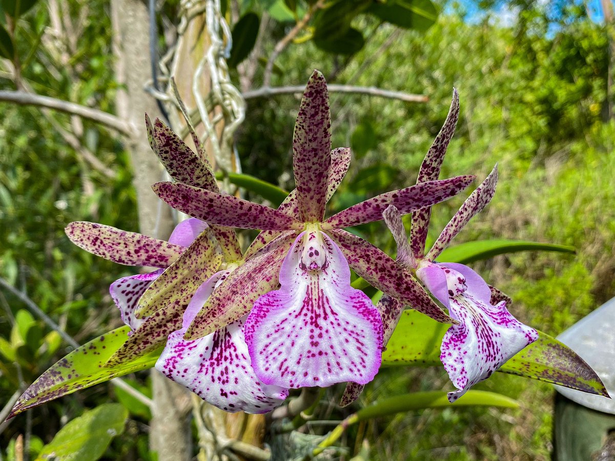OrchidGroves's tweet photo. Brassocattleya Hippodamia ‘Hunabu’ 🤍 #Brassocattleya #Orchid #Flowers #MyGarden #OrchidGroves https://t.co/lvPf6jDknC