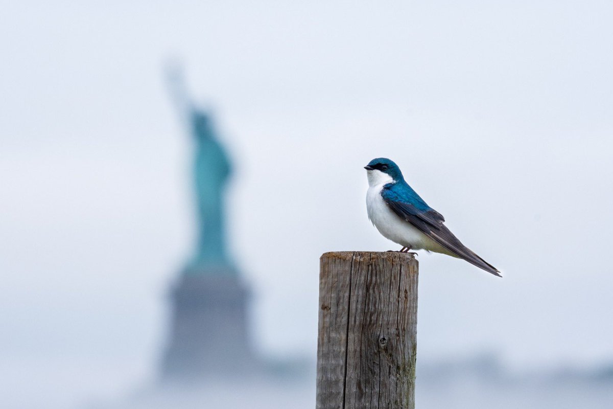 LiskerMauricio's tweet photo. Foto tomada por @PaulLisker (mi hijo) en Governors Island. Muestra una bellísima golondrina bicolor (Tree Swallow) y al fondo, borrosa, La Estatua…que representa LA LIBERTAD, hoy, igualmente nebulosa! https://t.co/fojXvewxwl