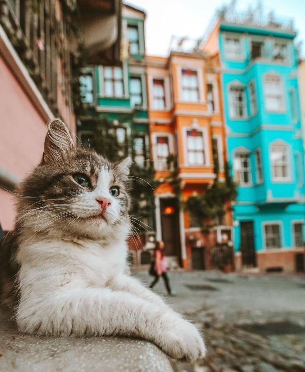 Kediler yeryüzünün süsüdür.