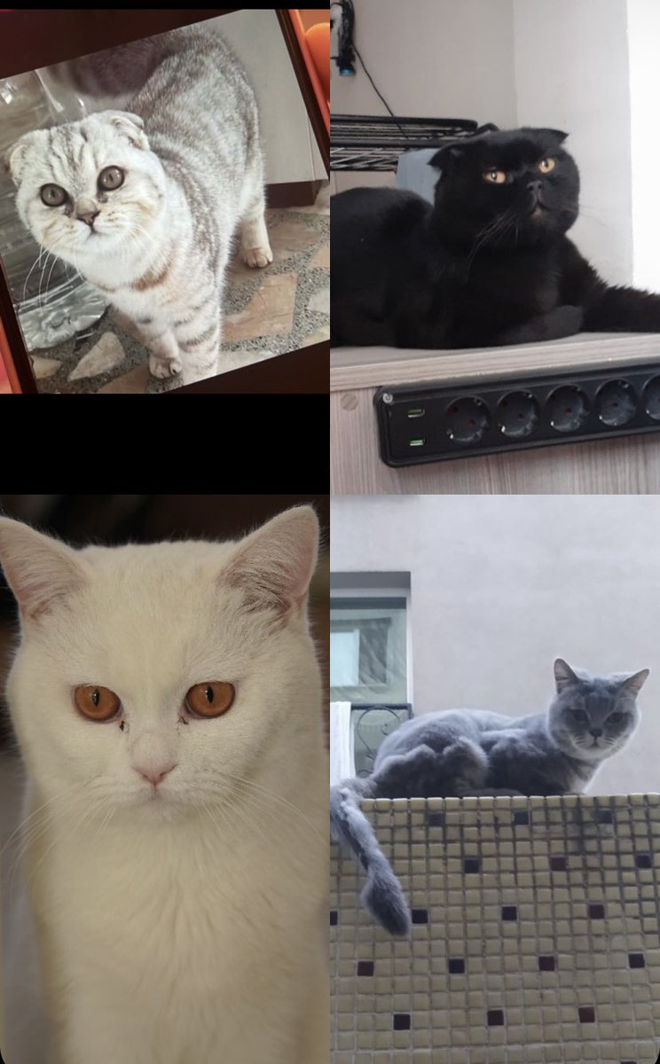 Aileleri bildiği insanlar tarafından terk edilen cins çocuklar.Hepsinin hikayesi başka.Tek ortak yönleri var,şanssızlıkları.Hepsi genç,hepsinin yuvaya ihtiyacı var. Sağ alttaki hariç hepsi korumada ama kalıcı yuva çıkmazsa ne olacak bilmiyorum.Paylaşın nolur,son şansları olabilir