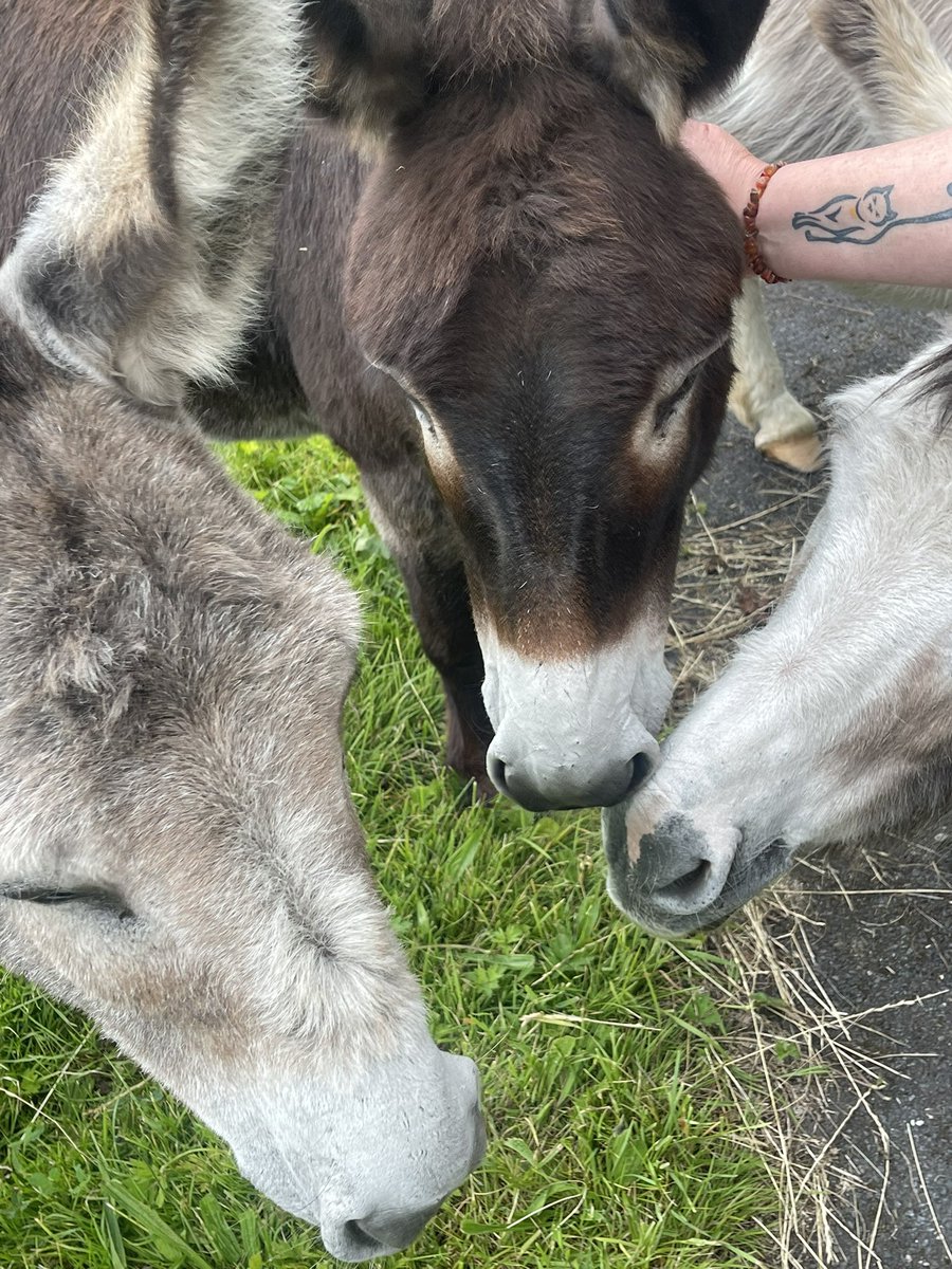 CMA_SEND's tweet photo. Great day today visiting @DonkeySanctuary in Manchester. Hoping to start working with them in September to support some of our @CMA_SEND @CedarMountHigh students. Watch this space. #donkey #wellbeing https://t.co/FbOuBClOtl