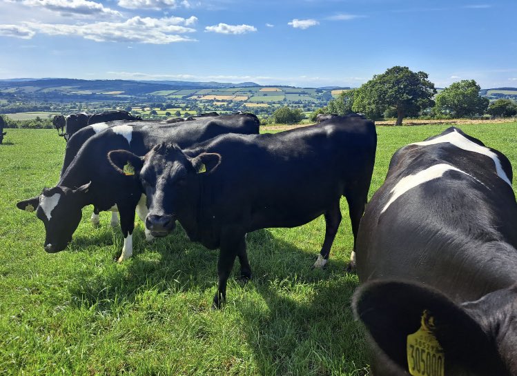 Wynnstay calf milk powder campaign is now live! Get in touch with your local Wynnstay rep or calf specialist for savings on calf milk powder 🐄🐮🐂 #wynnstay #calfrearing #calving2022