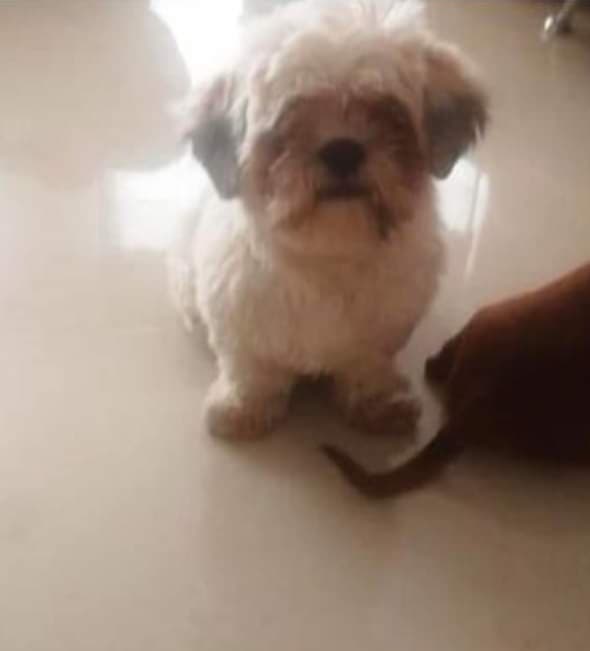 #ServicioSocial | Se extravió "Púa" en el Fracc. Villas Monarca en #Puebla. Inf. 222 8937750. #Puebla